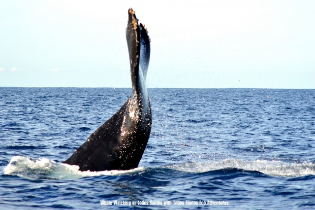 Whale Watching